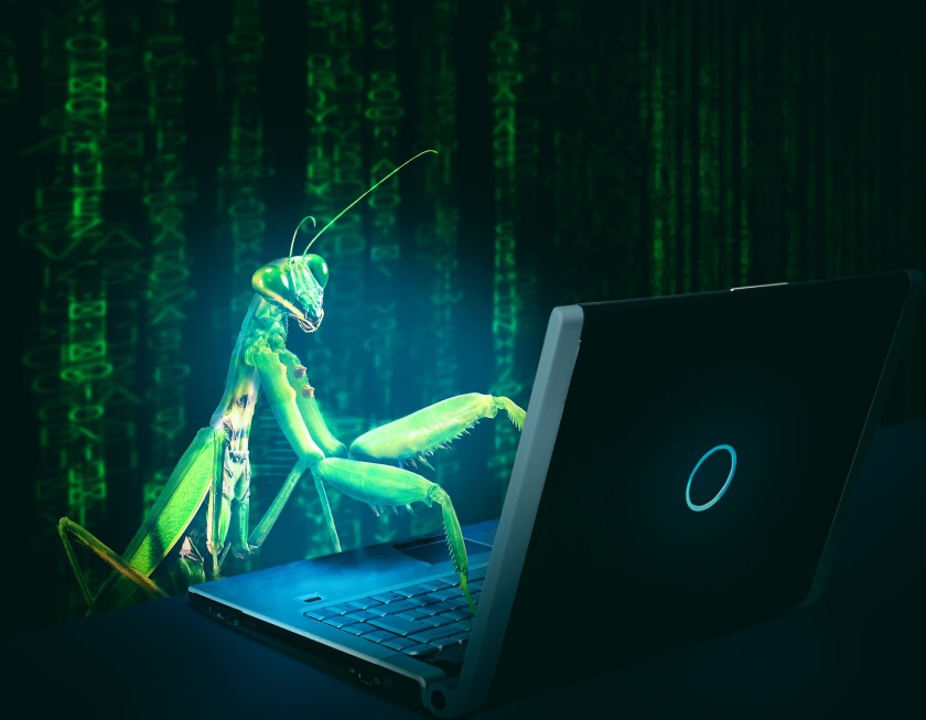 Praying mantis typing on laptop